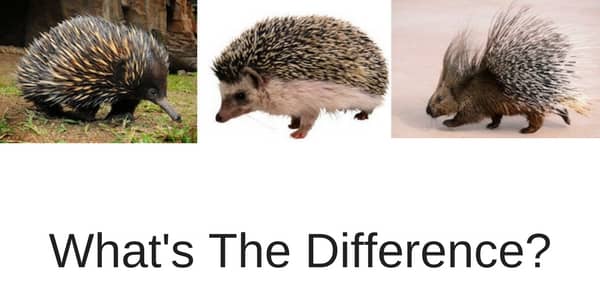 The Difference Between A Hedgehog And Porcupine?