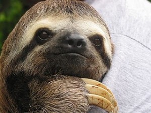 a sloth
