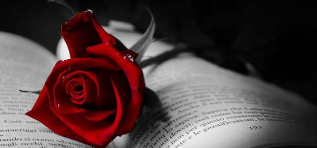 Nineteen Roses Nineteen Roses