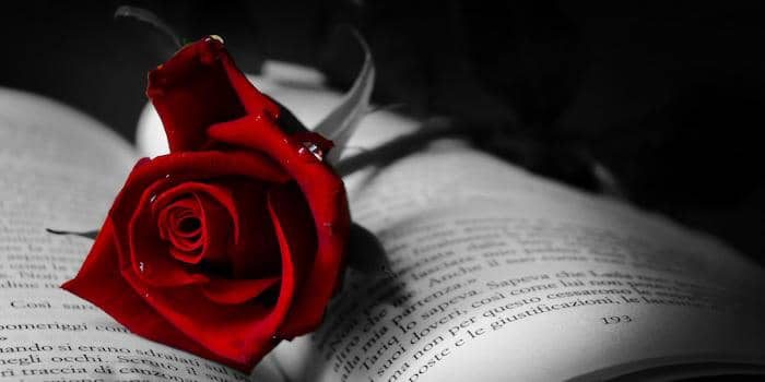 Nineteen Roses
